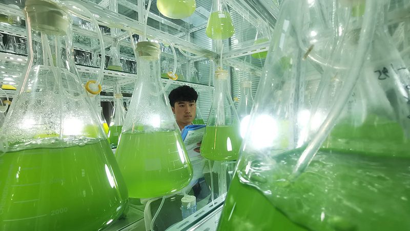 国内CDMO龙头公司崛起：揭秘其核心竞争力**